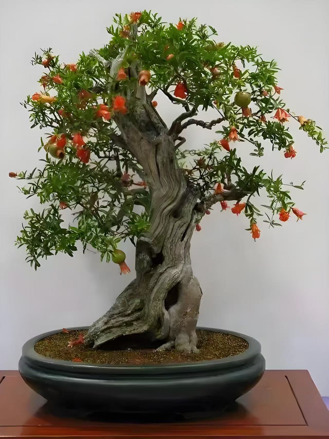 蒙阳红，突尼斯，大红袍地栽盆栽石榴树