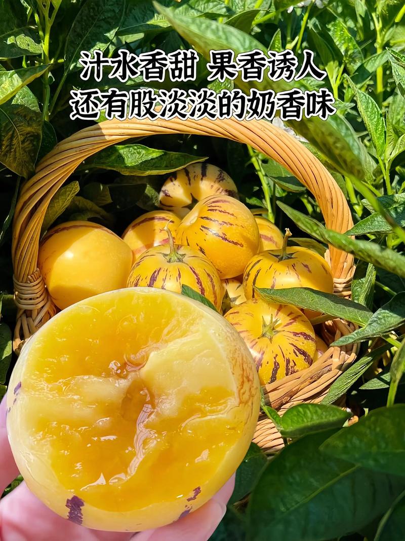 石林果树上熟黄肉人参圆果清甜多汁皮薄应季水果