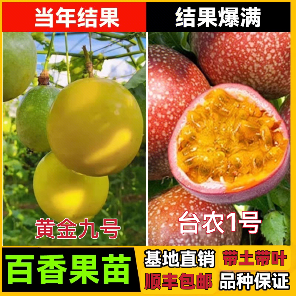 黄金9号➕台农1号百香果嫁接苗组合四季结果盆栽地栽庭院带土带叶