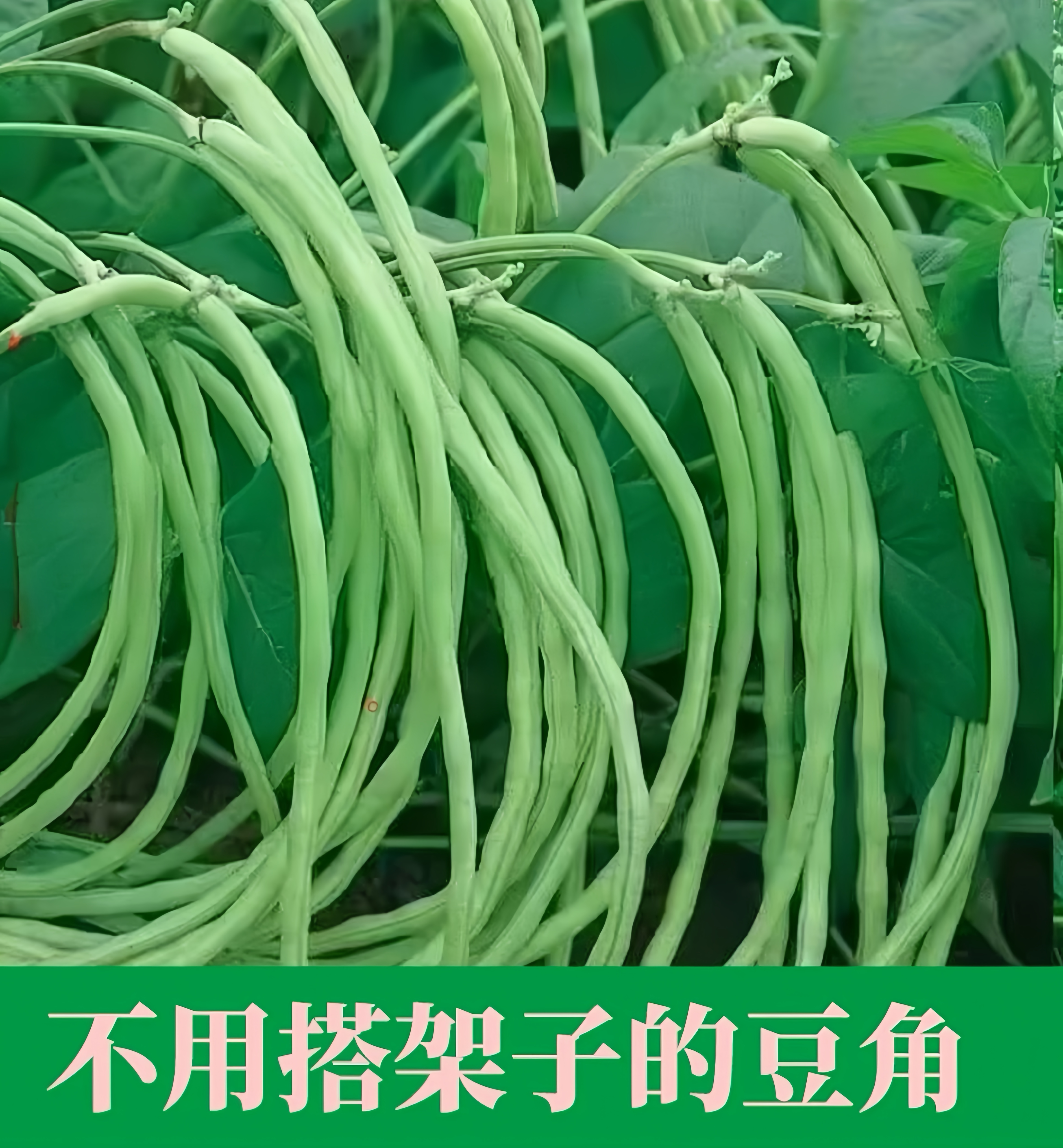 【无架豆豆角种子】豆角种子春秋农家蔬菜种植