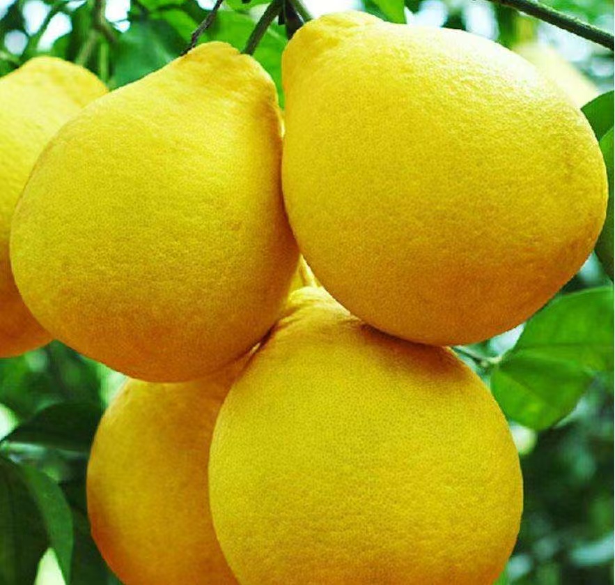 （正品果两广拍它）容县沙田柚有个别小花皮蛇皮袋装50年树齡老树果