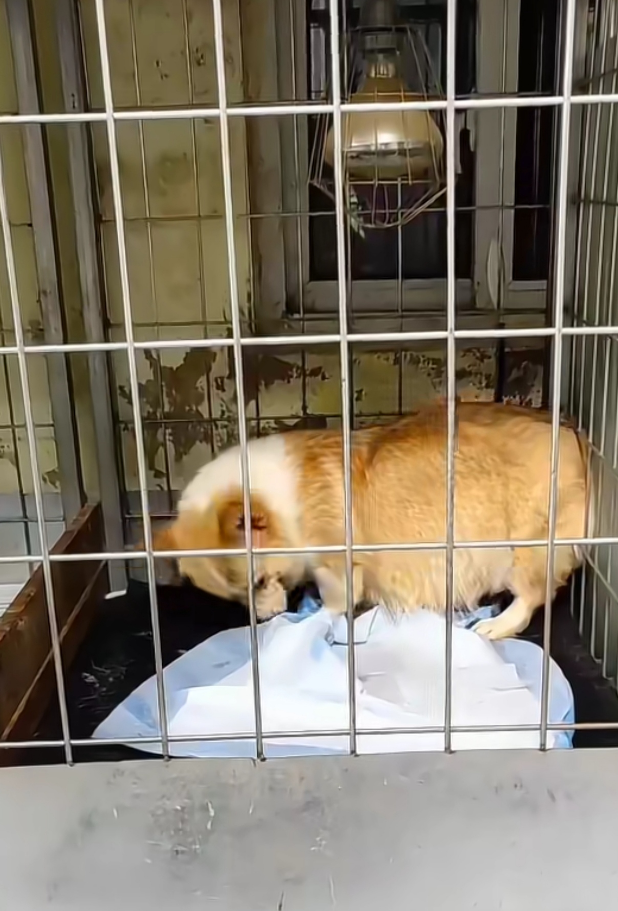 狗笼围网网片 加粗中大型犬可用 耐用防锈 可定制工厂直销