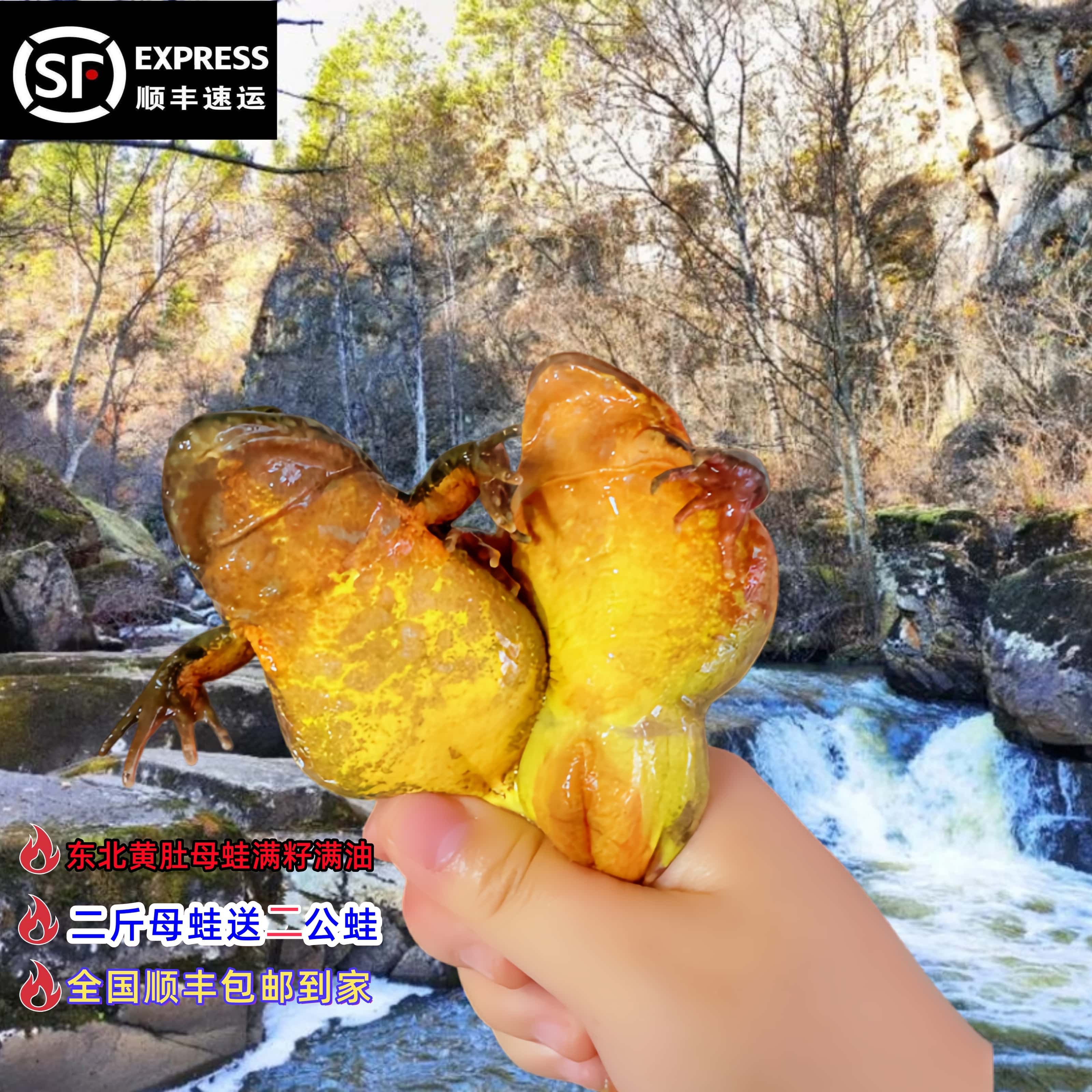 东北吉林桦甸黄肚母蛙满籽满油顺丰保鲜
