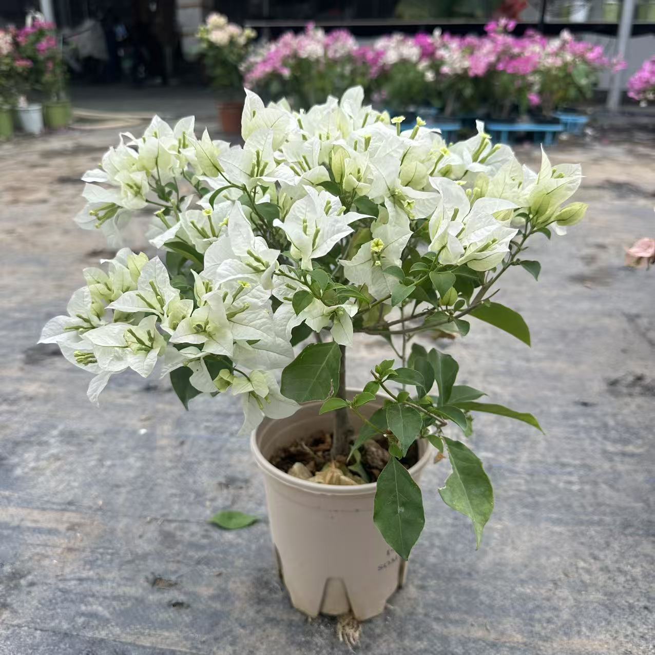 【白雪公主】白色系天花板三角梅四季勤花新手易养原盆基地直发