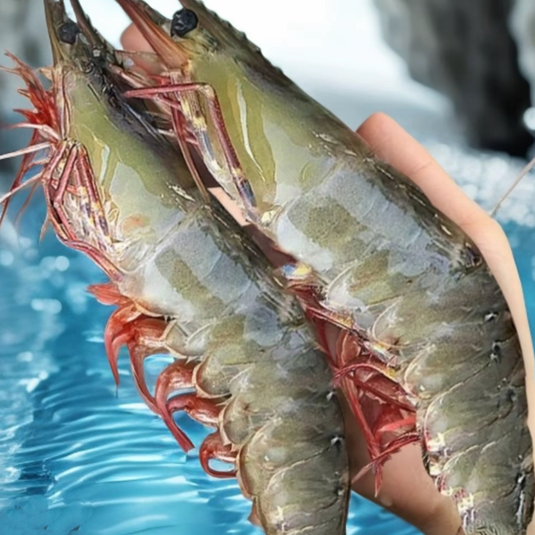 2030特大海虾无冰净重整盒36-45只18厘米活虾速冻顺丰冷链