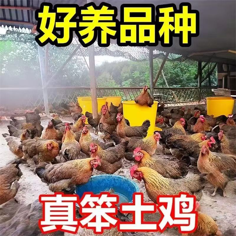 【顺丰】麻羽土鸡笨鸡长尾鸡宠物鸡一斤左右 到手6只