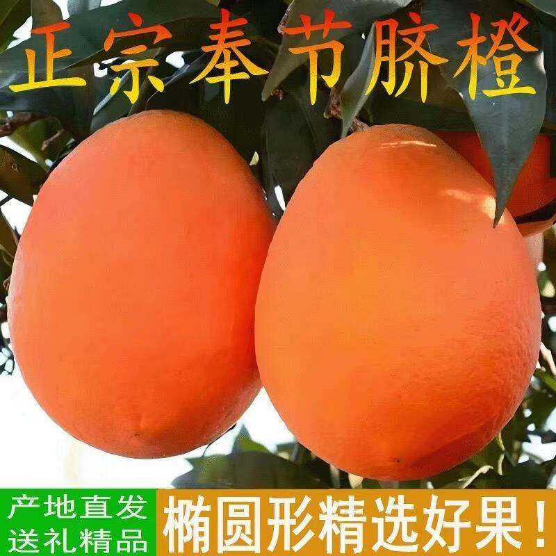 【新鲜上市】新鲜奉节季橙果园直销自己种植自己买无中间商赚你水果