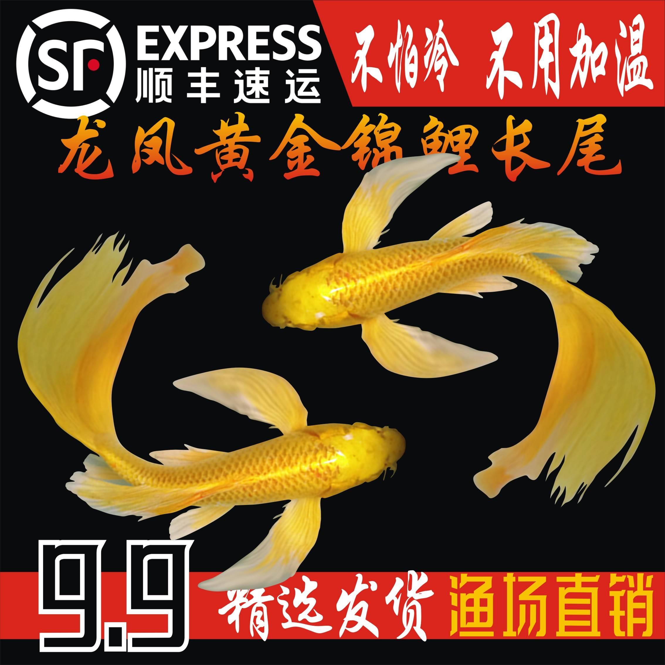 顺丰纯种黄金龙凤锦鲤长尾锦鲤活体观赏鱼黄金锦鲤风水鱼淡水冷水
