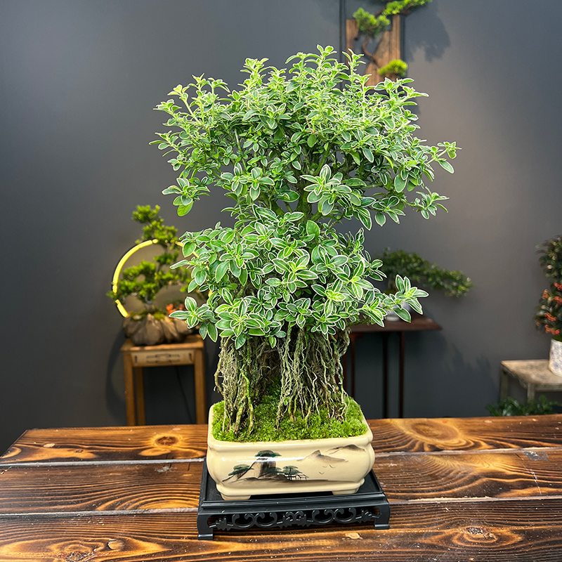 老桩提根金边六月雪岭南名树国内十八大学士之一室内好养