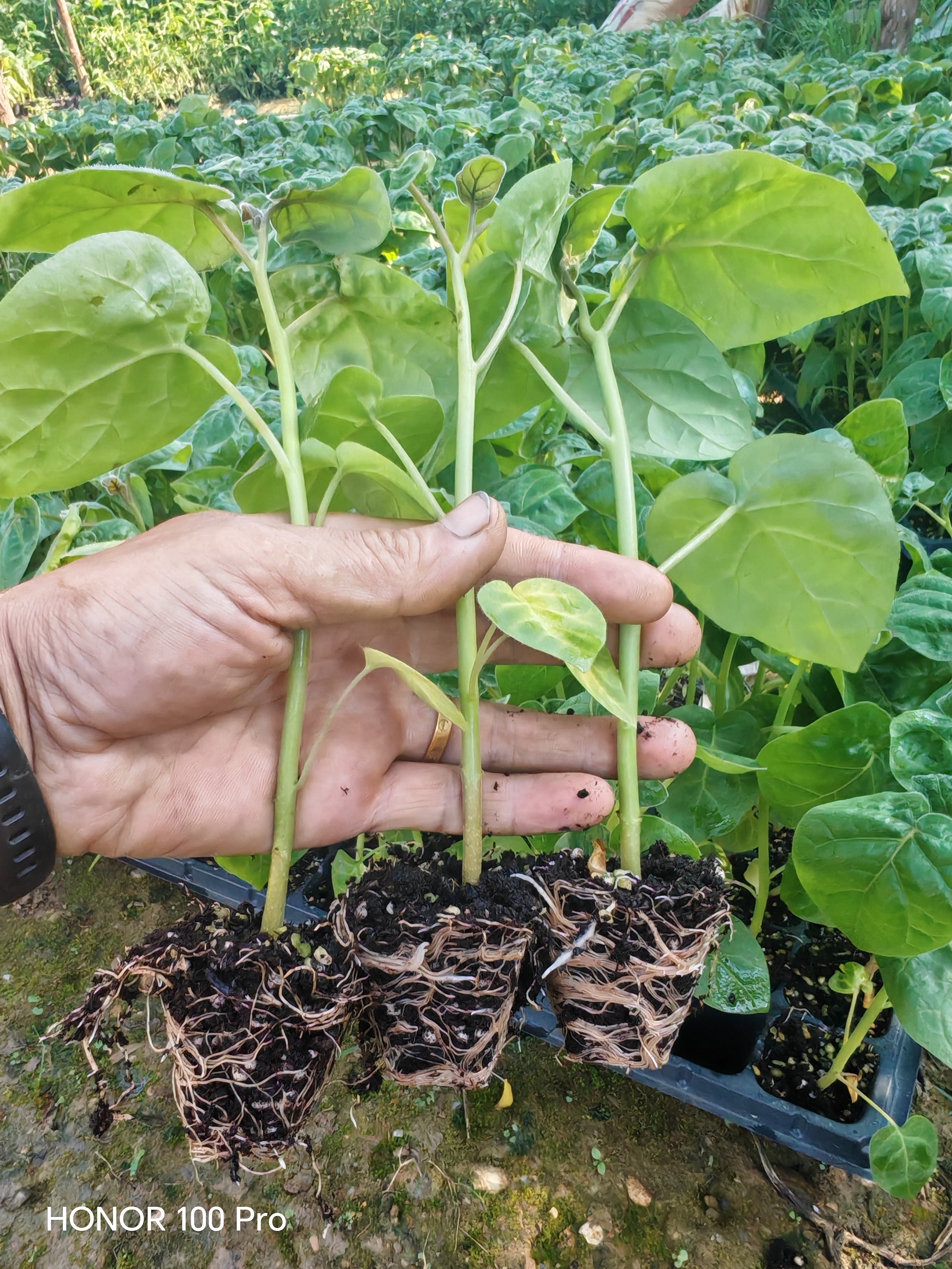 云南大树番茄辣椒盘苗树番茄小苗适合庭院种植无需搭50棵批发