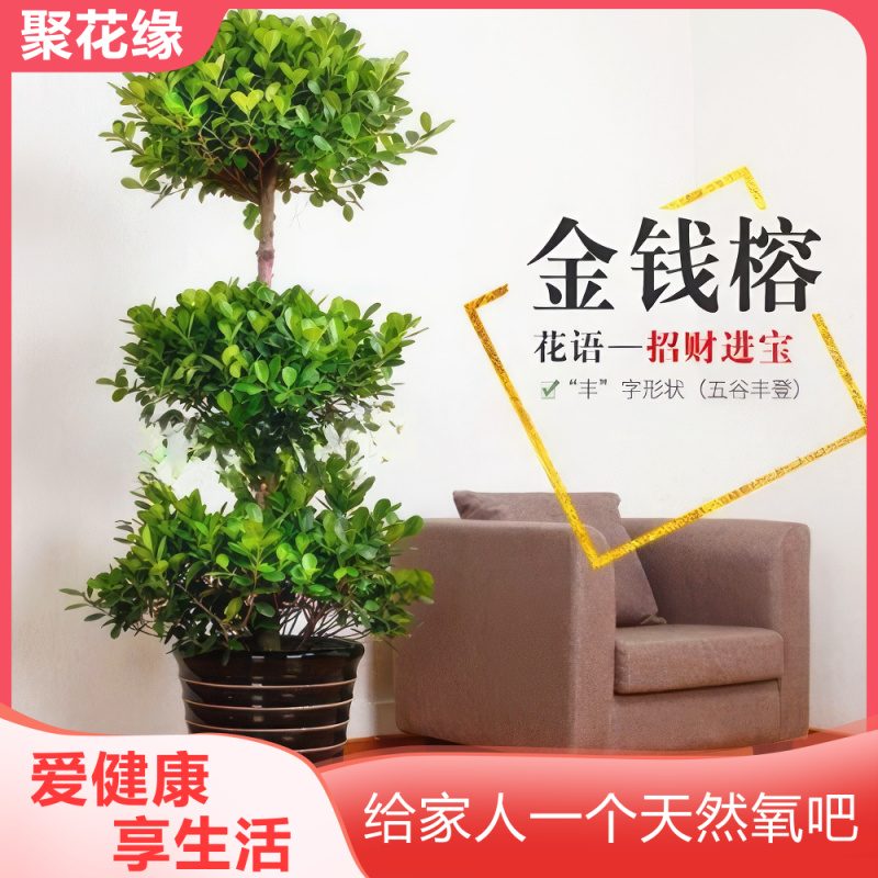 开业盆栽 摇钱树 发财树 金钱榕 客厅办公室绿植招财树 大型盆栽