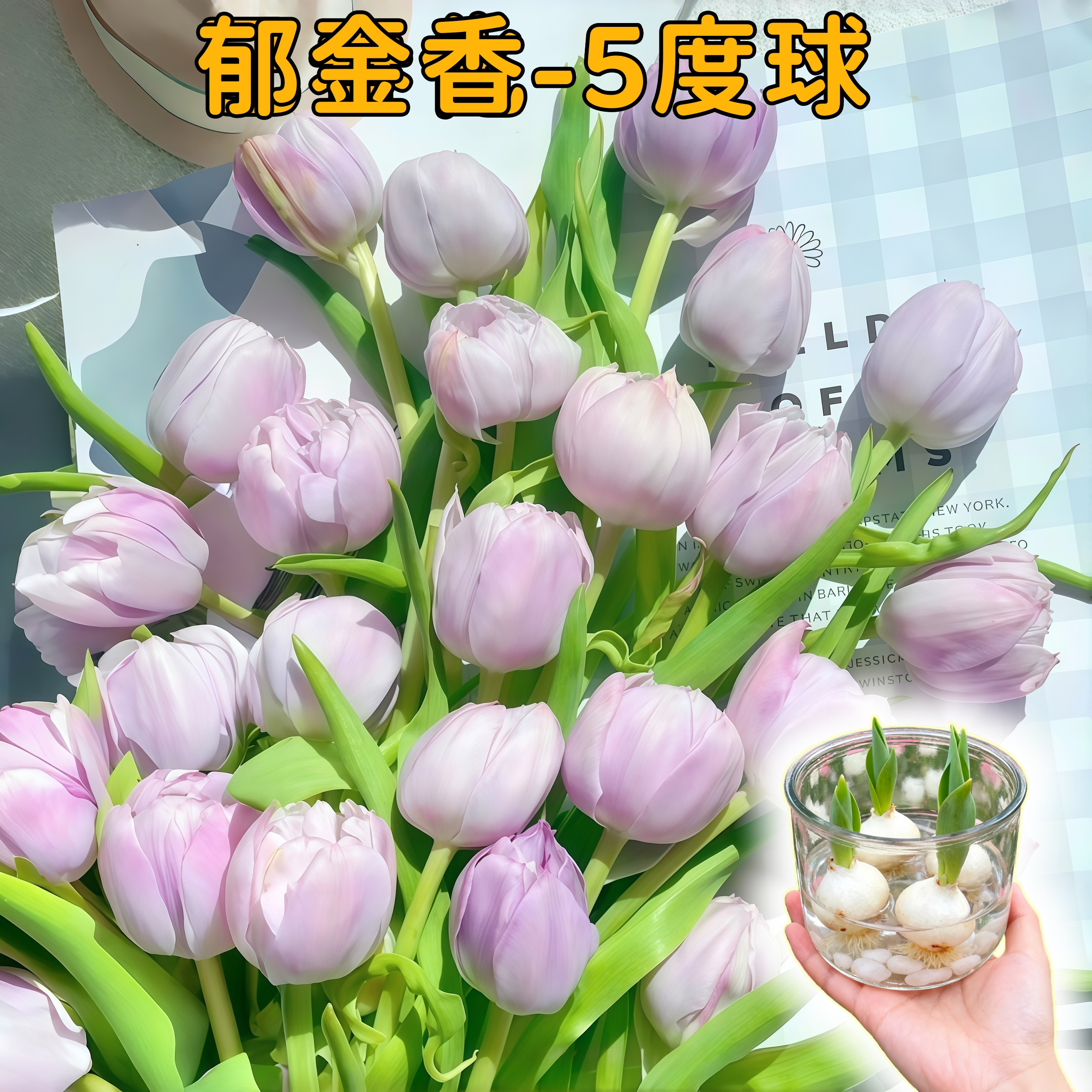 荷兰进口水培郁金香土培水培耐寒盆栽水培植物种子大种球阳台种植