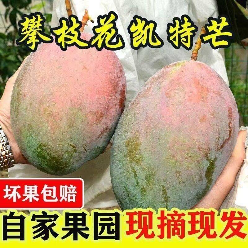 放软再吃【四川攀枝花凯特芒】新鲜甜特孕妇水果放3-5天软了再吃