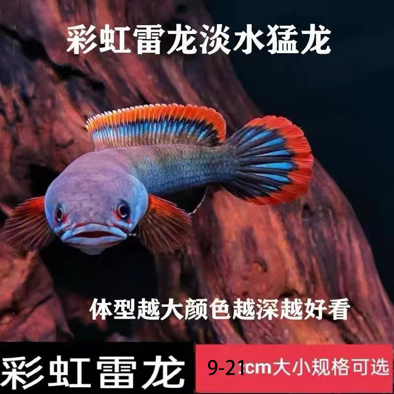南鳢雷龙鱼精品彩虹雷龙鱼七彩鱼热带鱼凶猛观赏鱼淡水冷水鱼活体