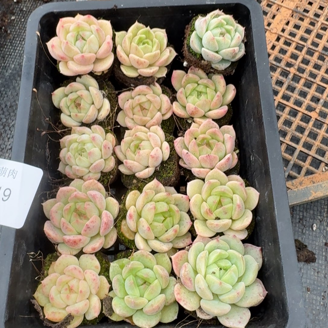 9-19秃子海王杂交梦露十五颗量拍发货9-19左八左九