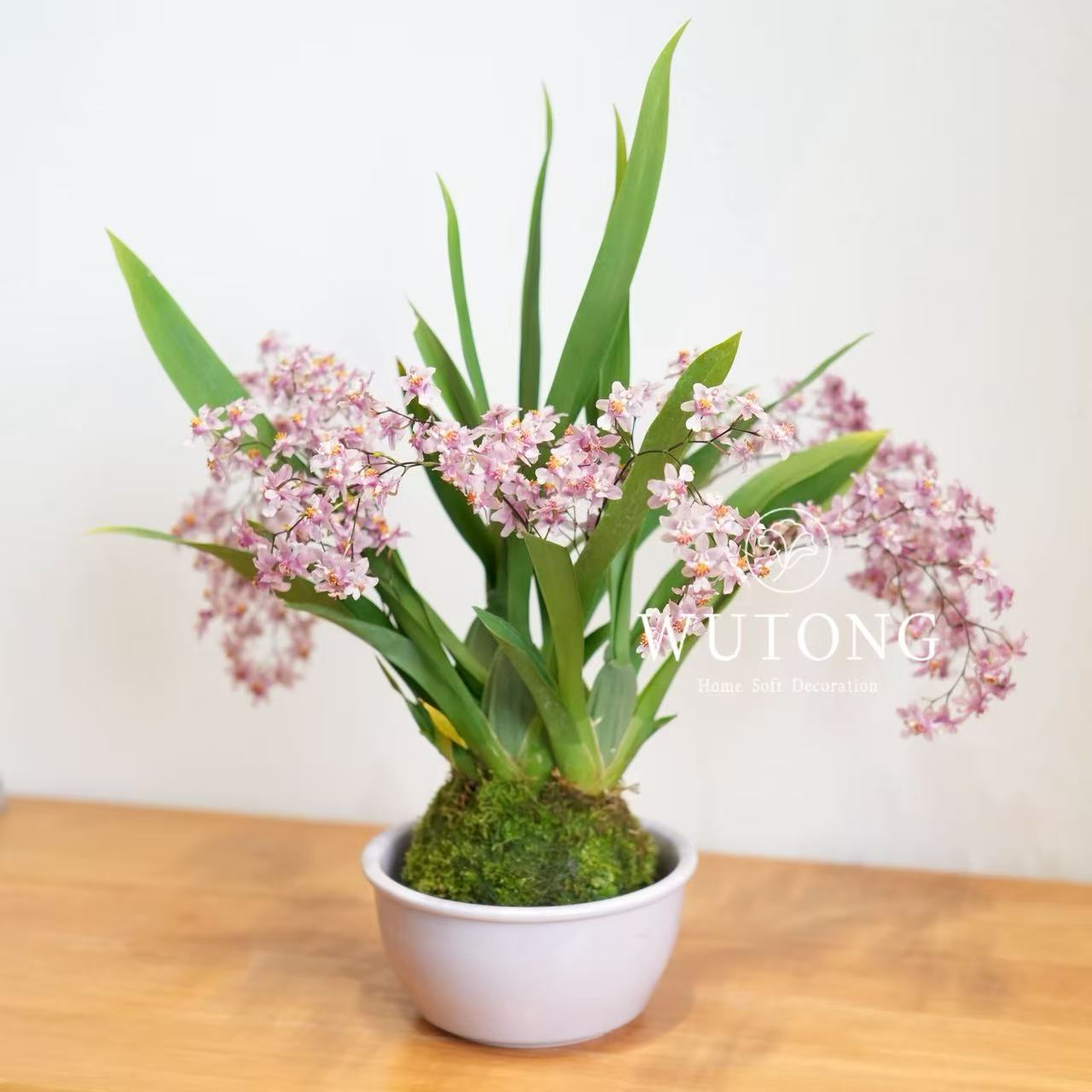 文心兰光宗粉水培苔藓球卧室桌面好养花卉小清新好养绿植