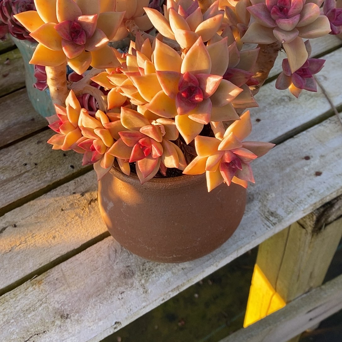 冰月老桩老朱多肉