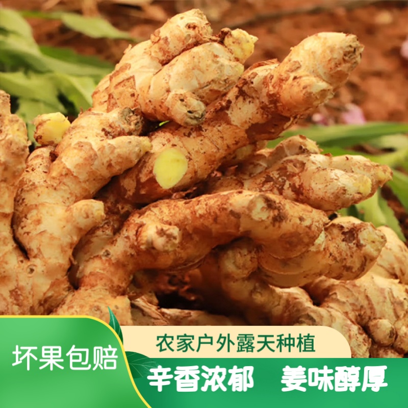 云南小黄姜生姜农家自种调味新鲜食材食用月子姜高山小黄姜