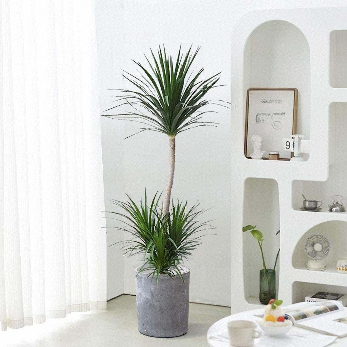 龙血树客厅绿植盆栽高级感室内大型植物办公室好养龙须树大颗落地