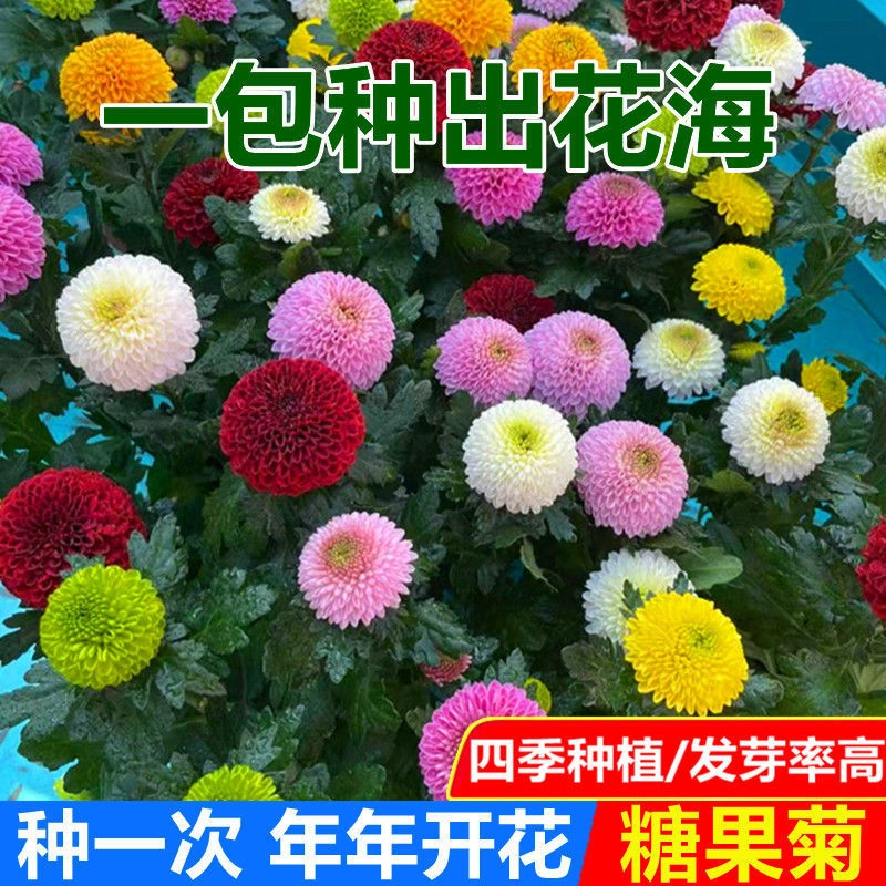 新糖果菊花种子一年四季开花七彩乒乓菊花种子千头菊易活乒乓球菊