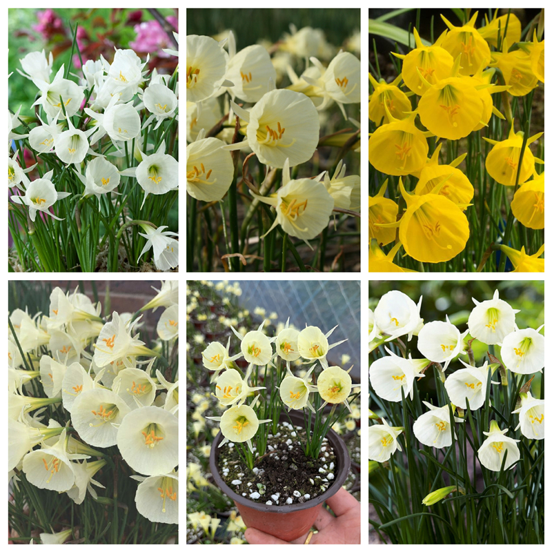 25年现进口围裙水仙种球水仙花种球花园盆栽多年生观花球根易繁殖
