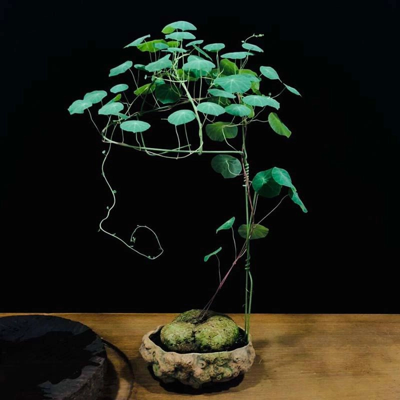 红藤山乌龟金不龟换植物圆叶景观爬藤圆叶室内盆景盆栽肉肉绿植物