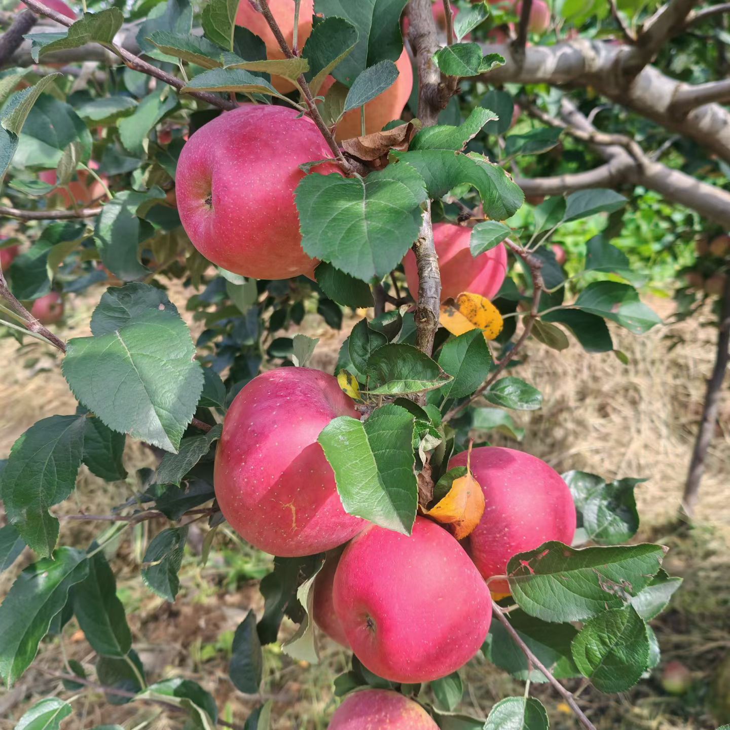 红富士云南昭通丑苹果冰糖心高原新鲜现摘脆甜多汁