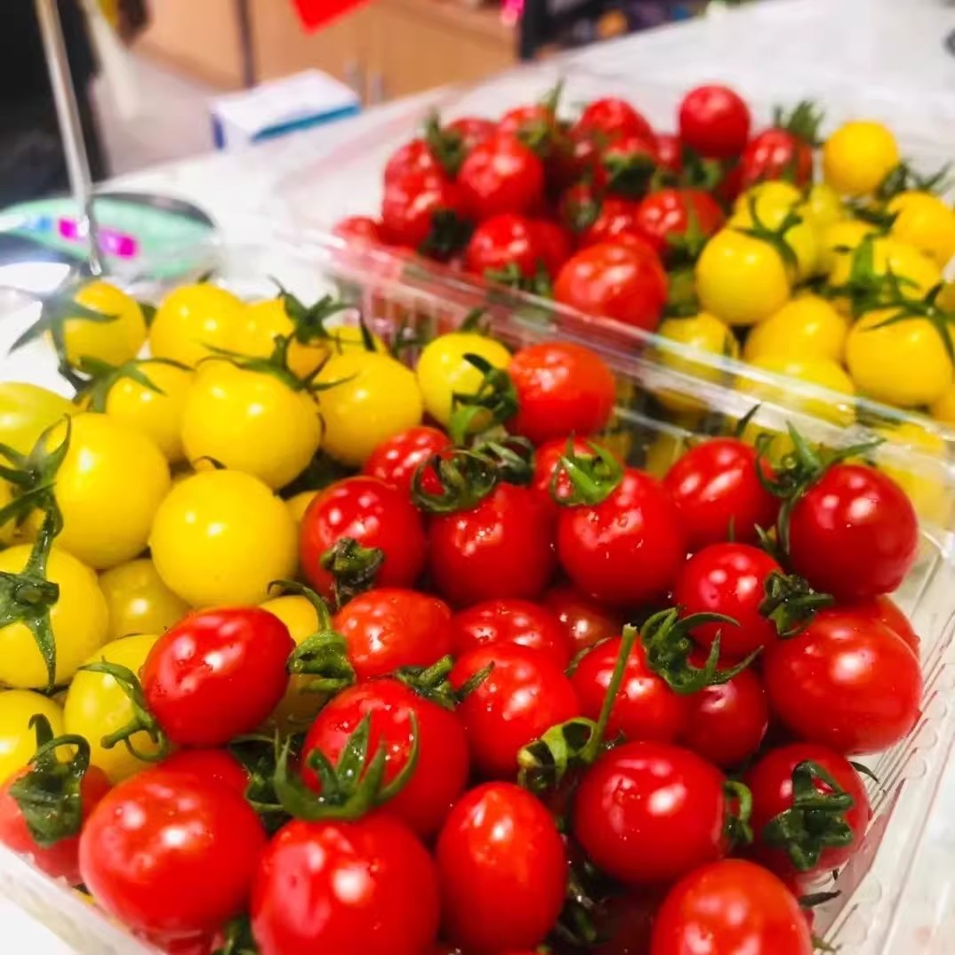 新鲜双色千禧小番茄千禧迷你番茄现采现摘圣女果千禧果樱桃番茄