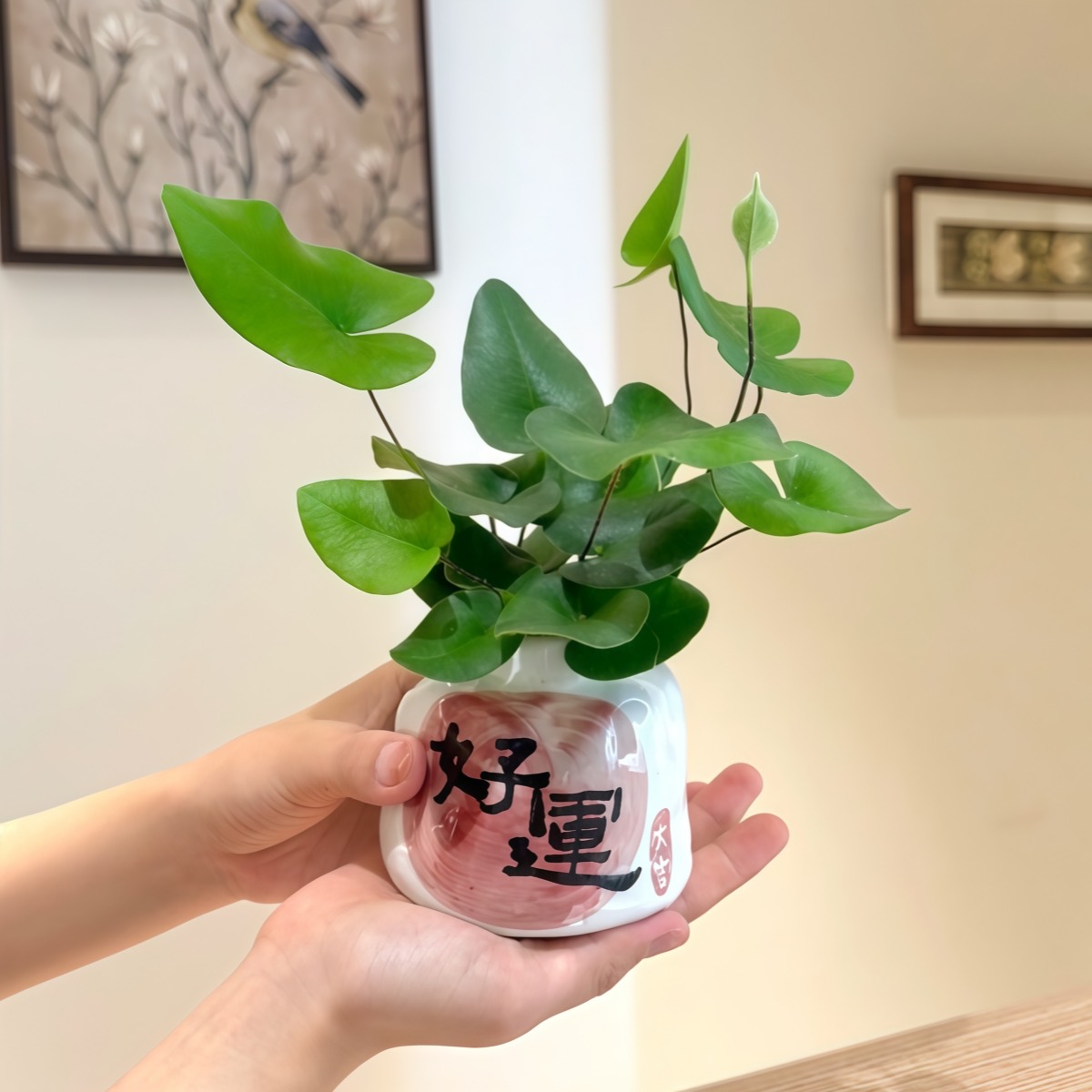 心愿蕨盆栽心连心蕨耐阴雨林缸观叶植物室内办公书房微景观生态瓶