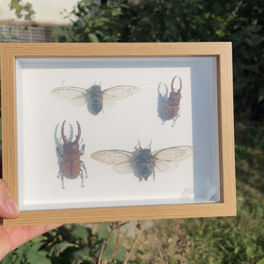 昆虫 甲虫 蝉 锹甲 标本展示立体装饰画 摆件 装饰