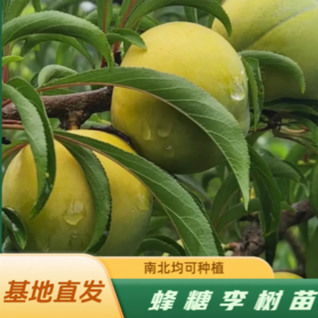 6-7月成熟、蜂糖李嫁接苗果树南北均可种植裸根苗李子苗