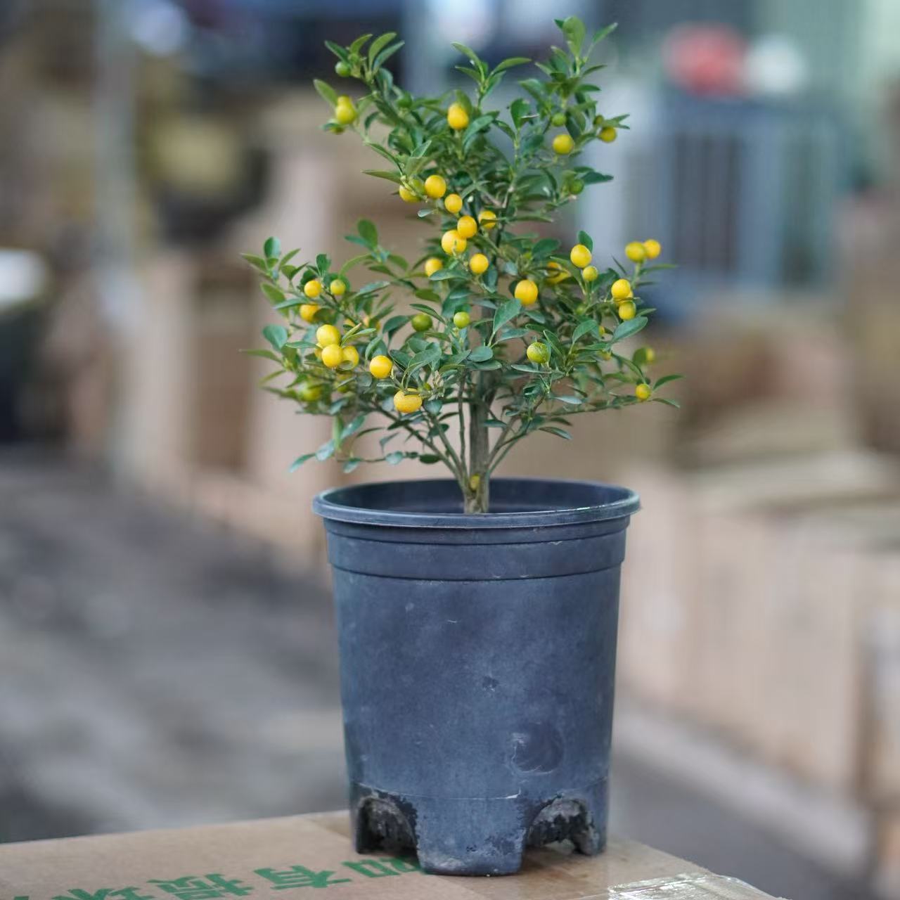 8年老桩独杆金色福豆【带果子发】 中式盆景桌面禅意树苗室内养四季