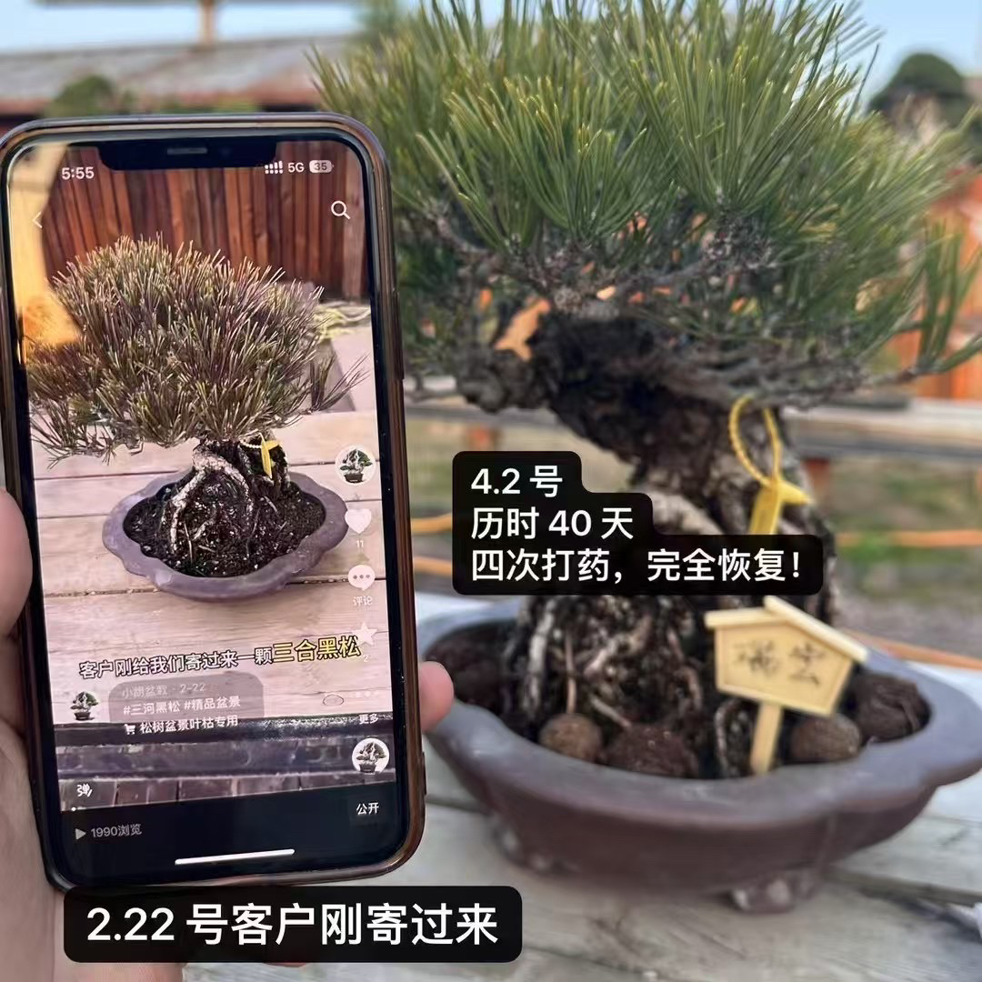 盆景虫菌通用防治针叶变绿叶枯枯叶专用