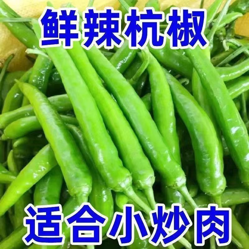 正宗河南现摘先发品质保证新鲜特辣薄皮杭椒可腌制小辣椒尖椒
