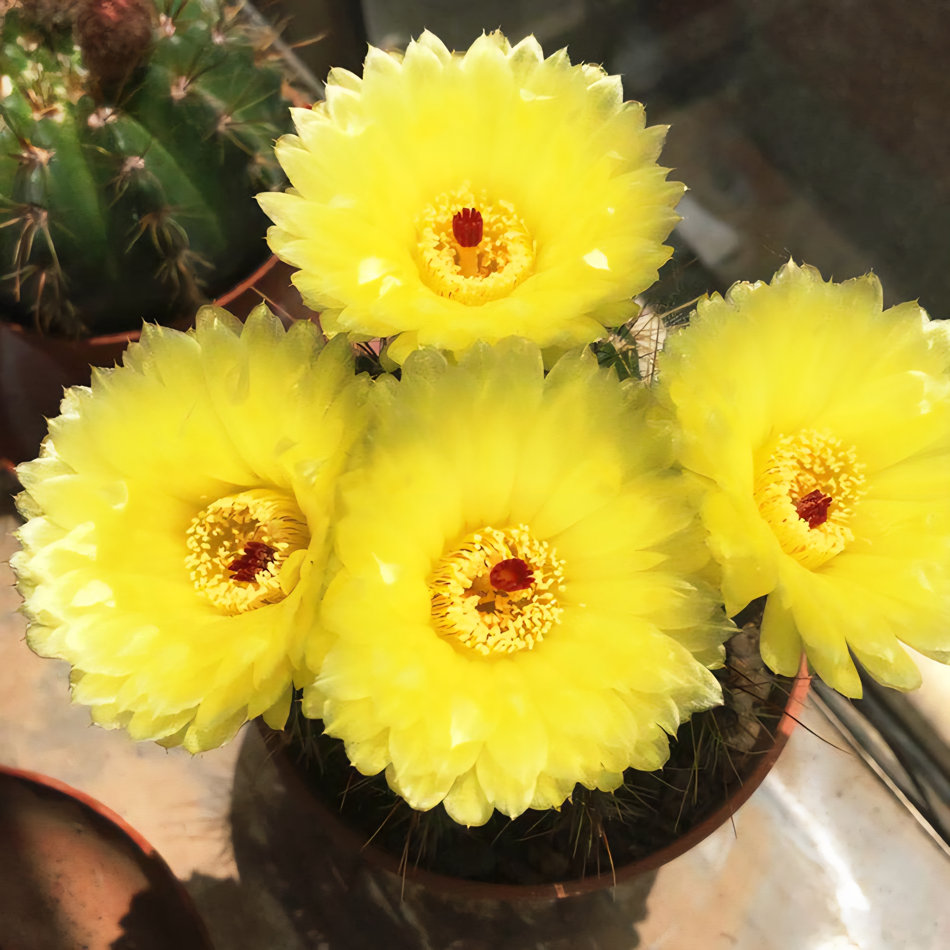 黄花青王实生仙人球开花勤花好养盆栽防辐射花卉花卉盆栽室内圆球