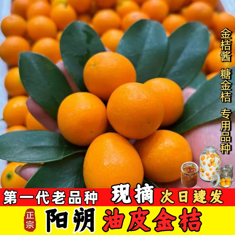 广西阳朔一代油皮金桔冬季橘子新鲜水果金橘脆皮桔子金钱橘小金桔