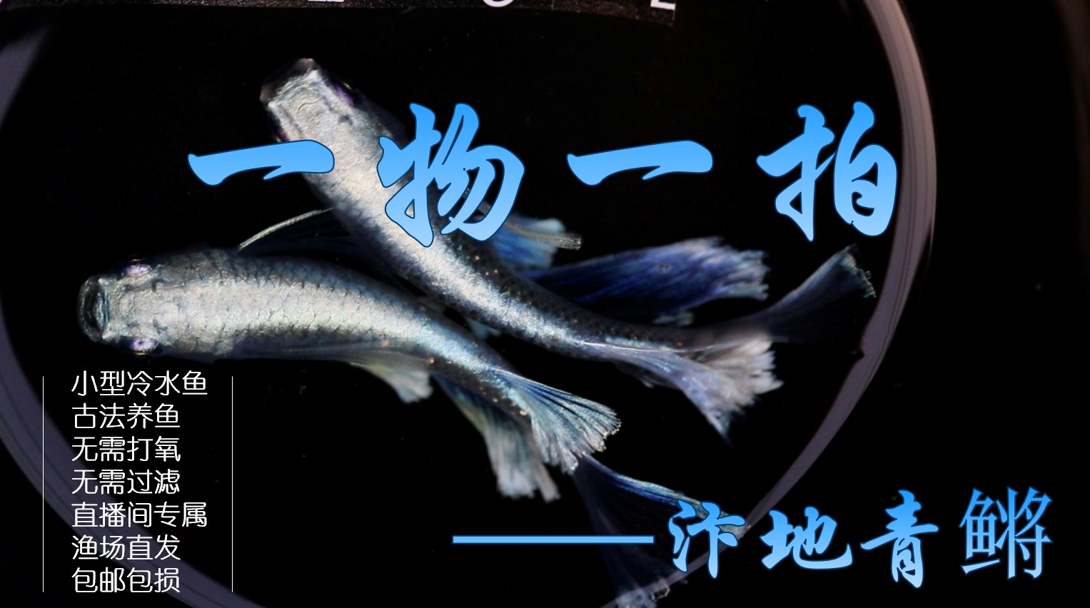 观背青鳉小型广温观赏鱼耐寒耐高温好养易活