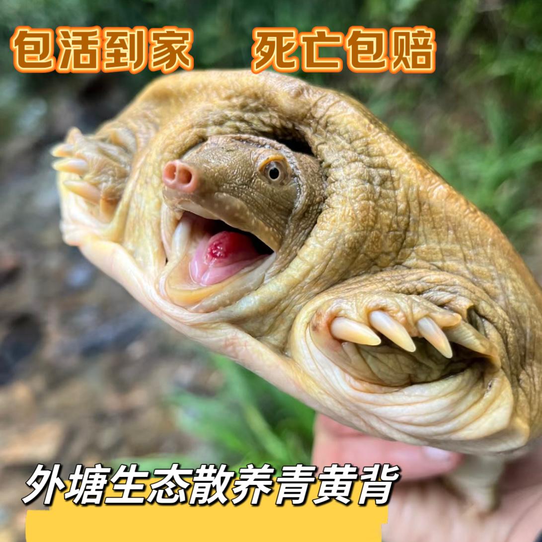 青黄背【2只装】到手3-3.5斤 公母随机外塘散养水鱼  京东包邮