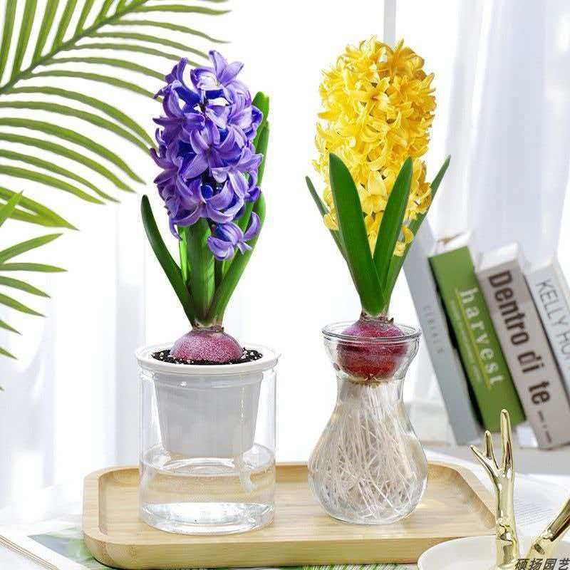 荷兰进口风信子种球水培土养秋冬季耐寒易活花卉四季盆栽植物室内