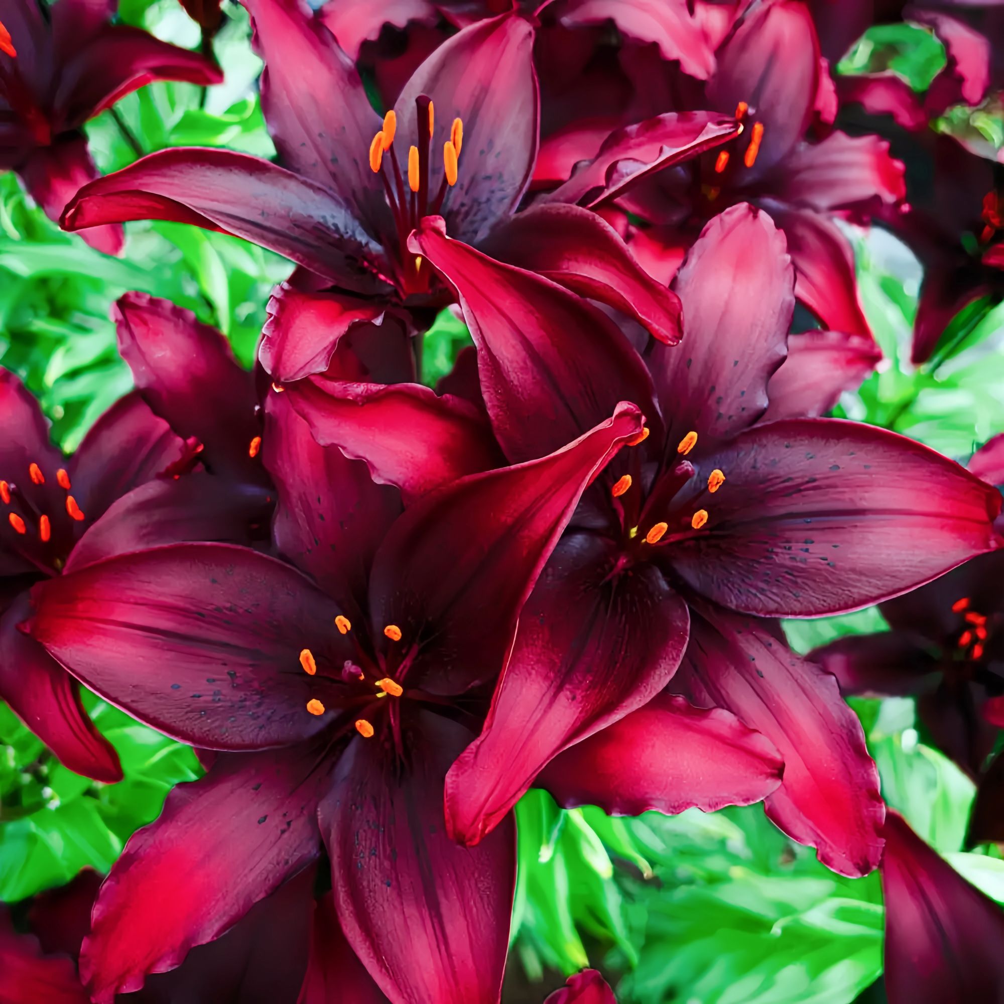 带芽百合花种球【黑名单】重瓣浓香四季开花卉绿植物土培香水室内外