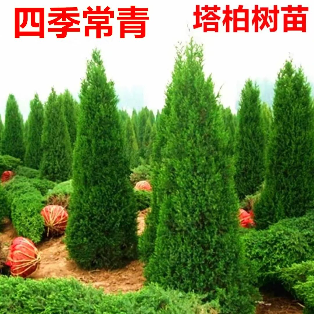 柏树树苗塔柏扁柏松柏侧柏树苗圆柏松树宝塔松龙柏苗四季青松柏树