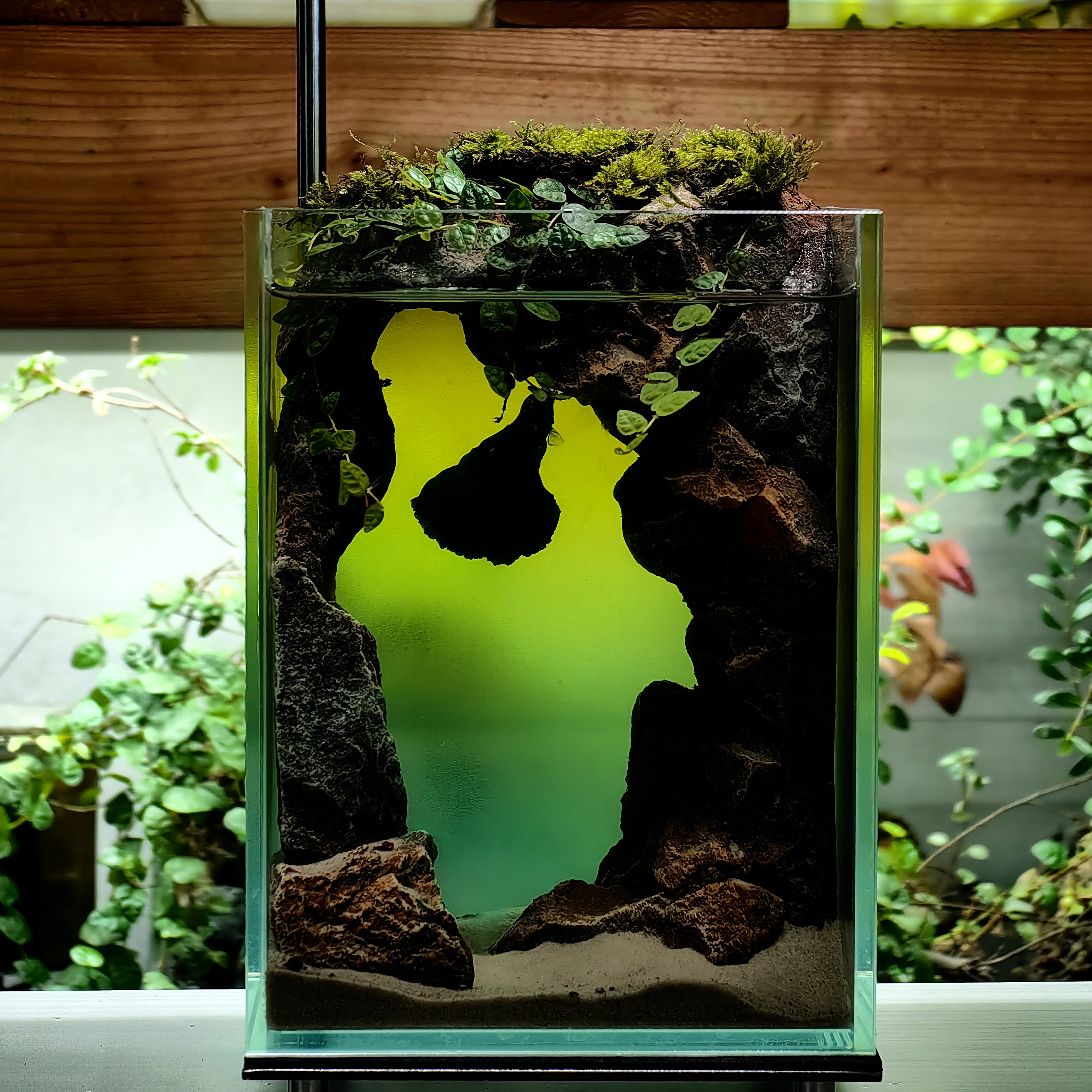 斗鱼缸造景斗鱼缸造景生态全套鱼缸新款小型桌面缸创意泰国斗鱼缸