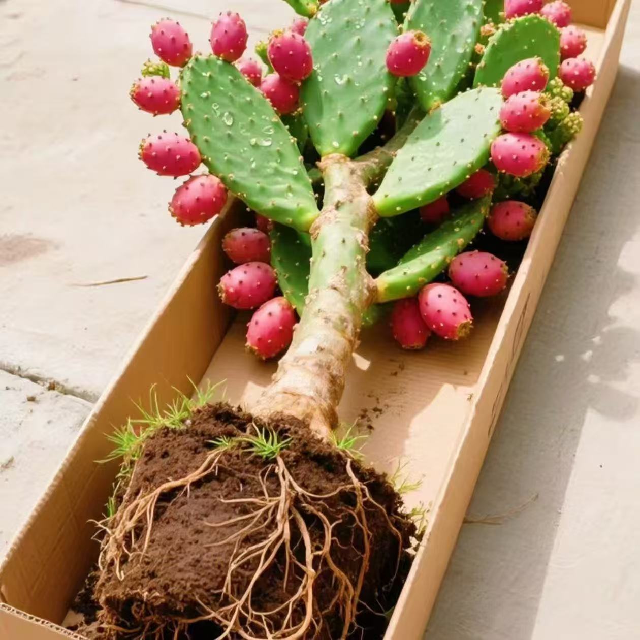 正宗米邦塔仙人掌能开花结果厚实叶片可食用可吃仙人掌品种大全