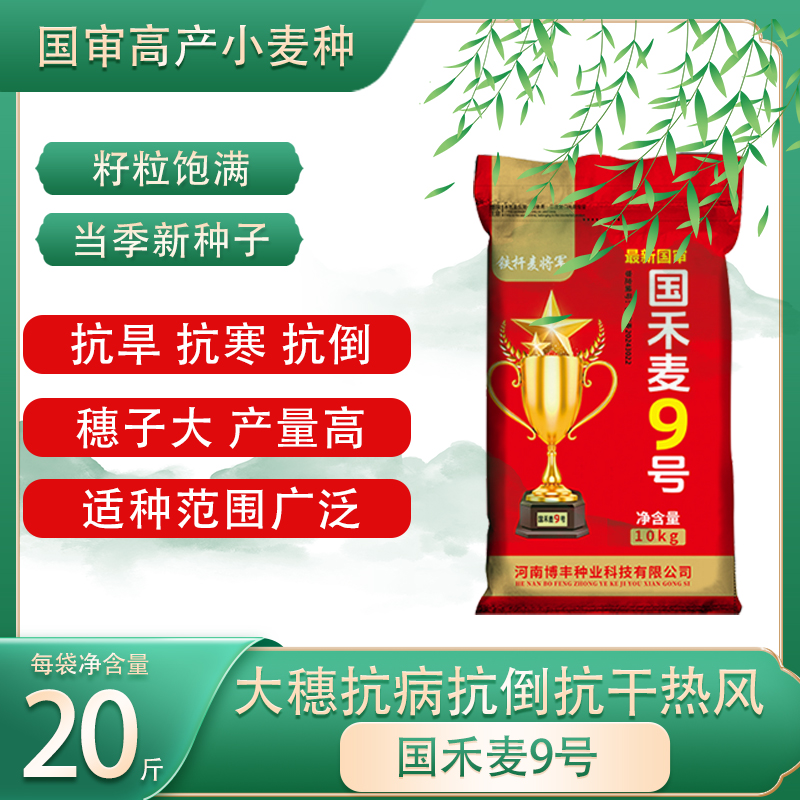 国禾麦9号国审多区域适合种子高产麦种小麦种子矮杆小麦种子