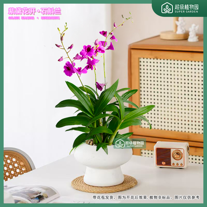 【带花苞发货】紫花石斛兰多苗多花剑室内蝴蝶兰花客厅桌面四季开花