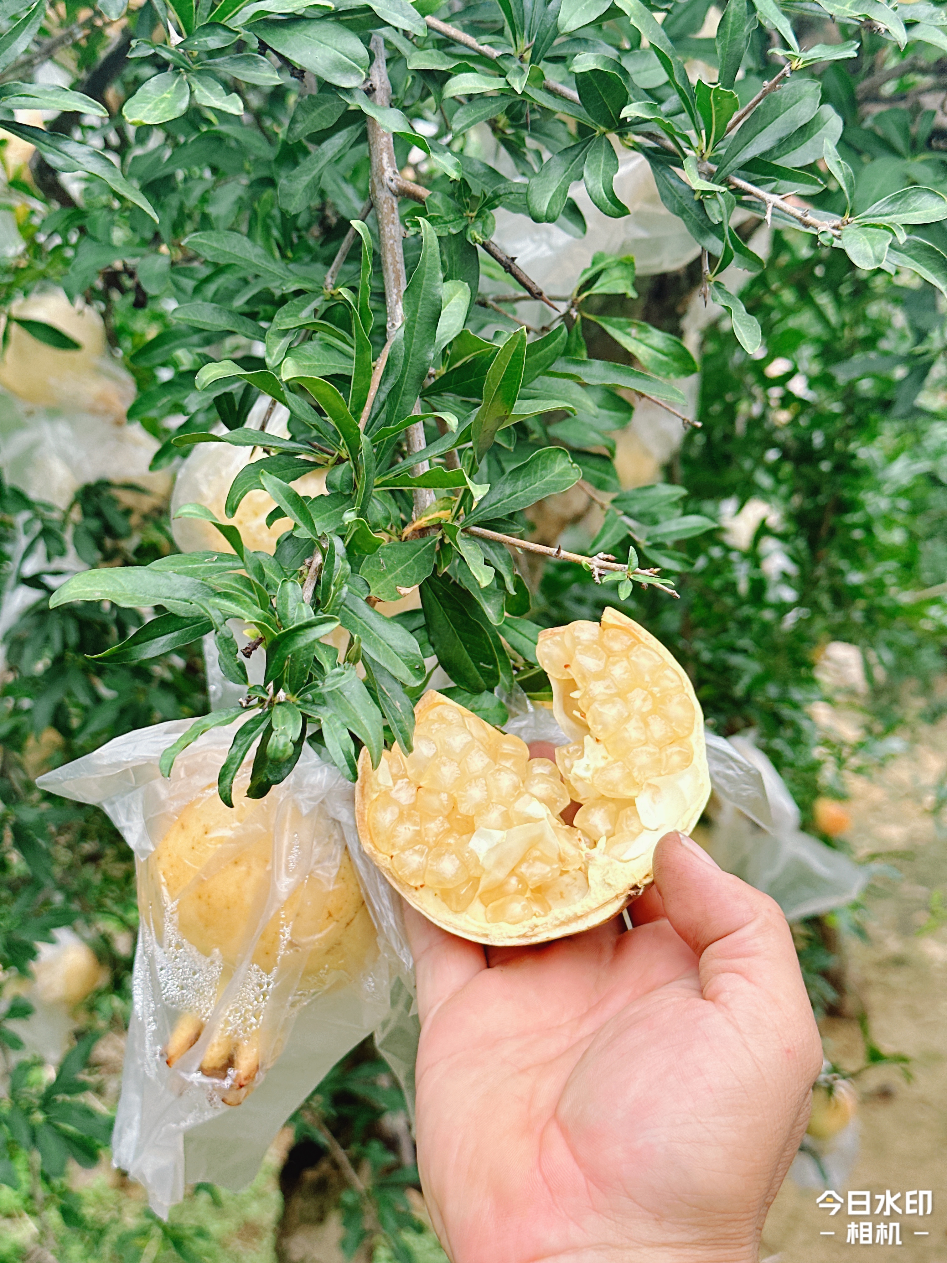 【514208-07】王大利精品富硒石榴基地   白花玉石子 9 斤装