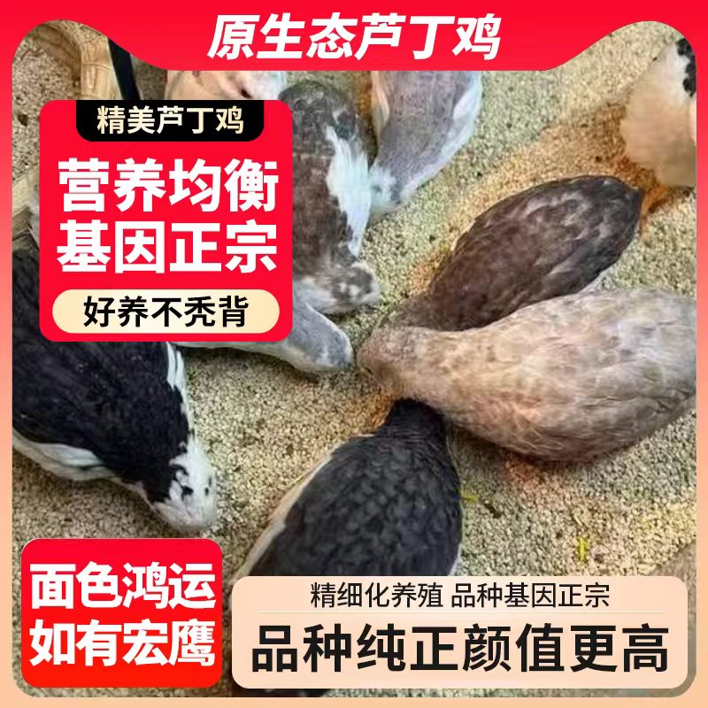网红宠物芦丁鸡活体观赏小鸡全色系成年鸡产蛋阳台萌宠活体包邮