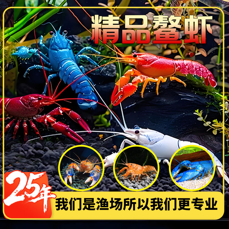 鳌虾观赏虾淡水龙虾冷水耐活宠物虾火山原生天空蓝魔虾青花瓷鳌虾