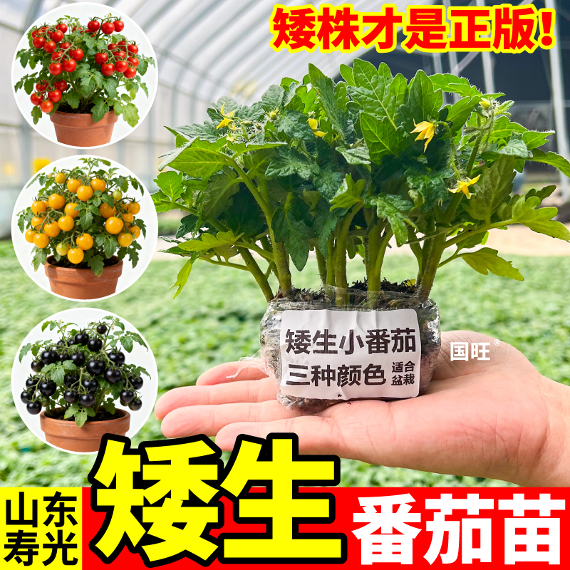 寿光爆满盆矮生番茄带土球迷你红黄樱桃西红柿圣女果种苗春秋阳台