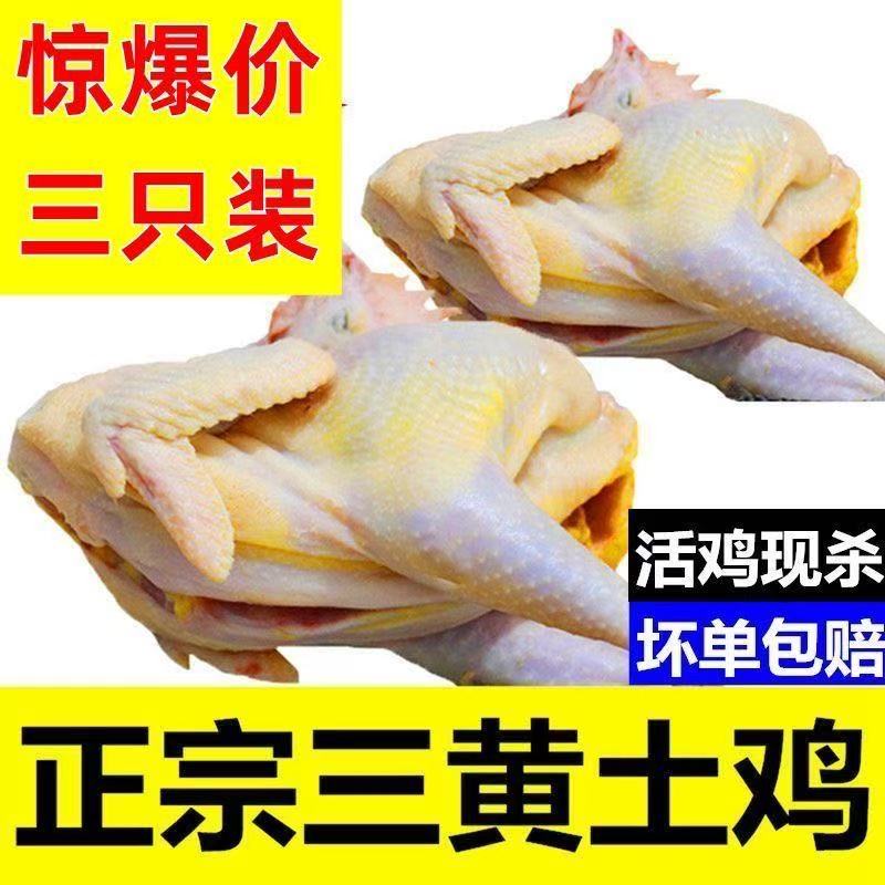 【拍两只送1只】3只三黄鸡农家散养土鸡整鸡整只净重4.5斤左右